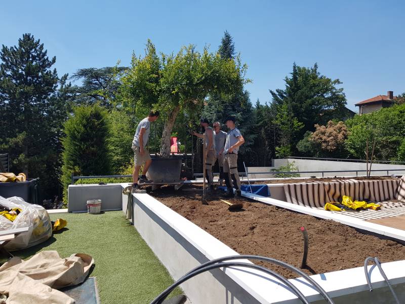 Planter un olivier centenaire dans un jardin près de Lyon