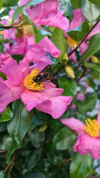 Destruction de nids de frelons asiatiques près du sol à Caluire & sa région